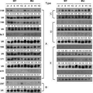 Northern Blot Analysis Of The Conserved Mirna Families And The Newly