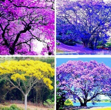 Pcs Jacaranda Mimosifolia Tree Seeds Bestseedsonline Free