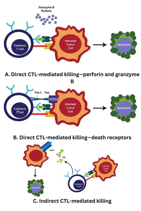 Cytotoxic T Cells Development Activation Functions Biology Notes