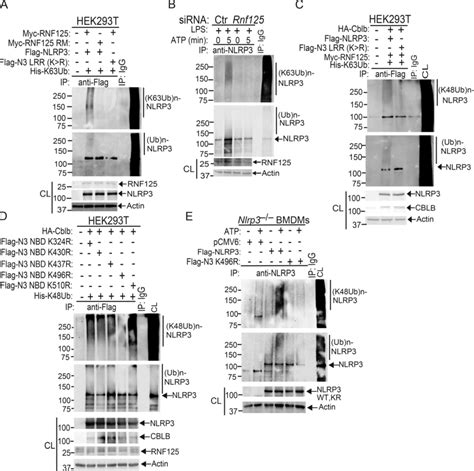 Verification Of Rnf As An Additional E Ubiquitin Ligase To Initiate