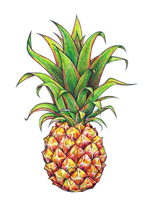 Pineapple on a White Background. Graphic Drawing. Tropical Fruit Stock ...