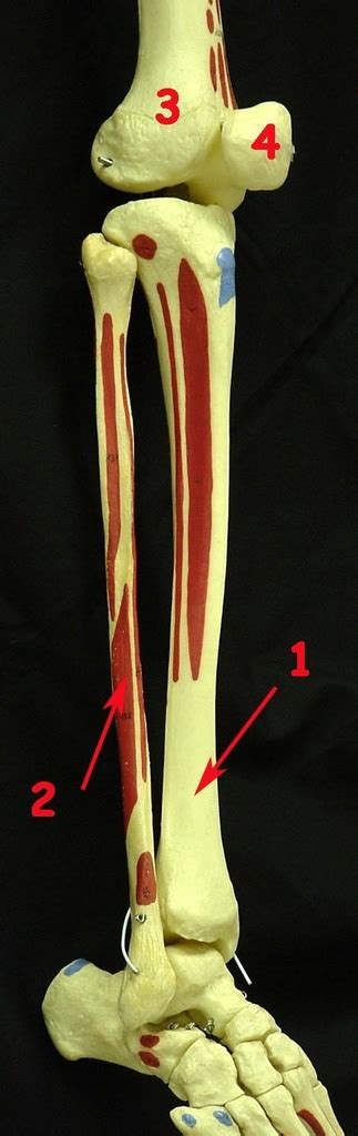 Lateral Right Leg Diagram Quizlet