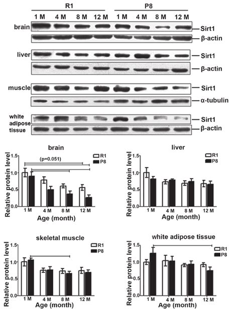 A Representative Western Blotting Images And Quantitative Download Scientific Diagram