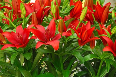 Lily Asiatic Red (Lilium) | Asiatic Lily Bulbs | Gee Tee Bulbs UK