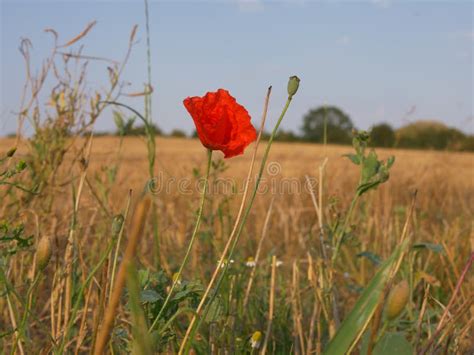 Campo De Papoila Flor De Papoila Vermelha Se Fecha Imagem De Stock