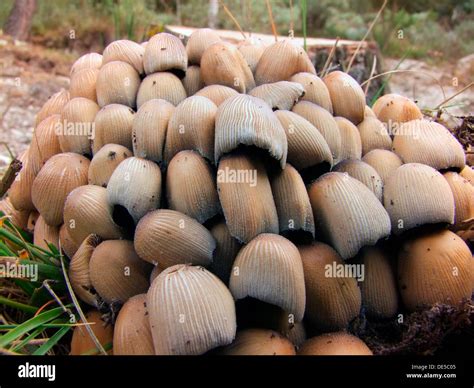 Las setas Especies de registros Nombre común Coprino Micaceous