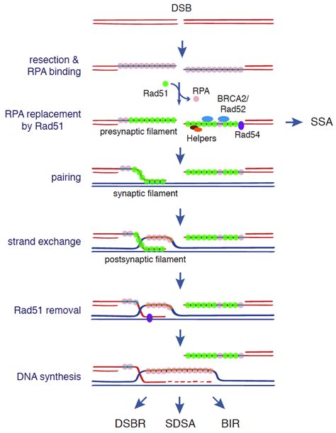 Genes Free Full Text Non Recombinogenic Functions Of Rad Brca