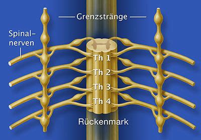 Ganglion Stellatum Aufbau Funktion Krankheiten MedLexi De