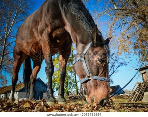 11 Horse Hoof Bottom View Images, Stock Photos & Vectors | Shutterstock