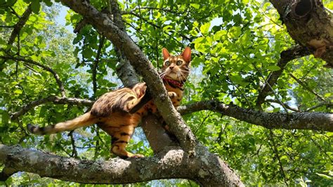 Free Images Tree Forest Branch Wildlife Zoo Jungle Cat Fauna