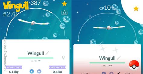 Wingull - Pokemon Go