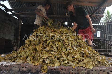 Dari Pohon Gambir Ke Kain Gambo Muba Antara Foto