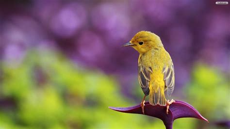 Spring Birds Desktop Wallpapers Top Free Spring Birds Desktop