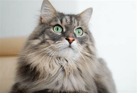 cats  understanding  feline mind modern cat