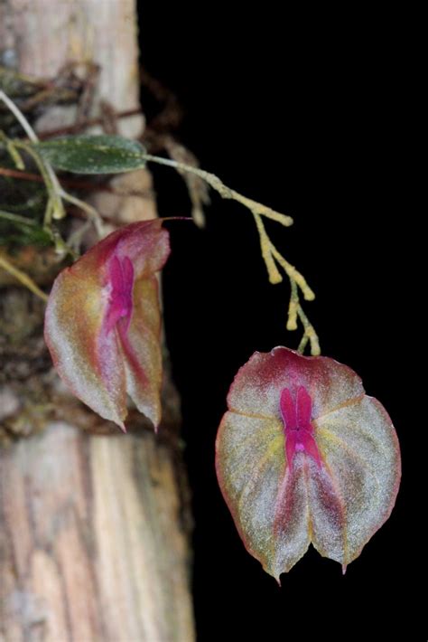 Lepanthes Leporina Wiel Driessen Flickr