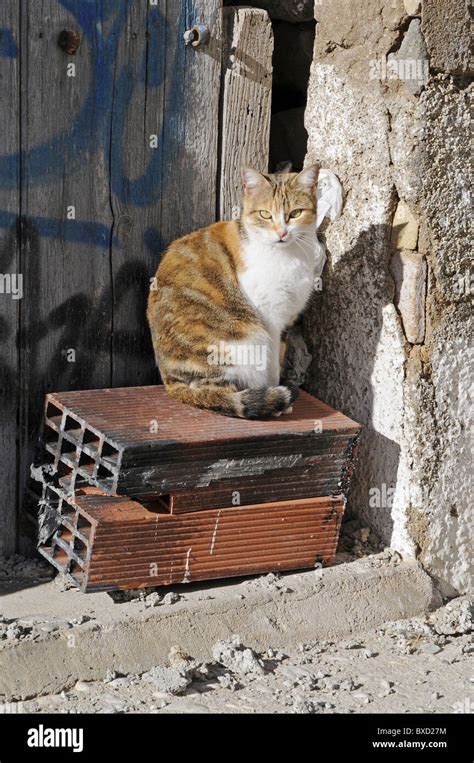 Street Cat In Spain Stock Photo Alamy