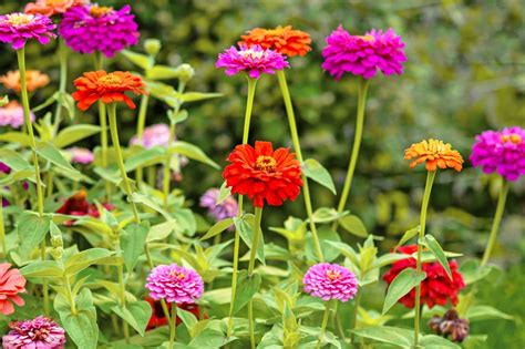 Growing Zinnias: Everything You Need To Know | Family Handyman