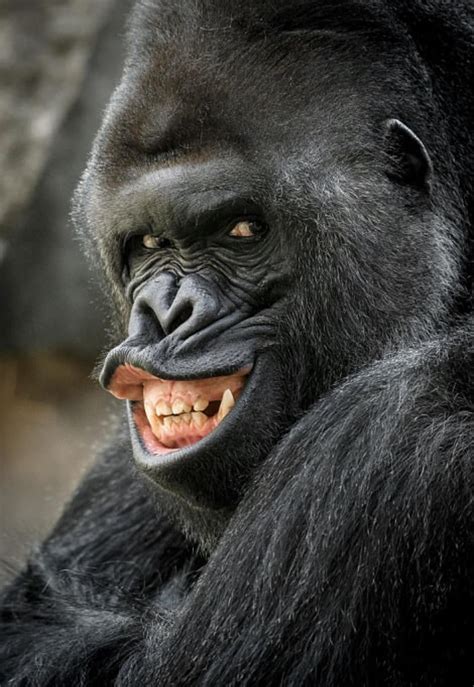 Psbattle This Grinning Gorilla Monkeys Funny Animal Pictures