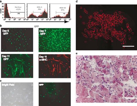 Lentiviral Transduction Of Myogenic Cells Primary Myoblasts A And B