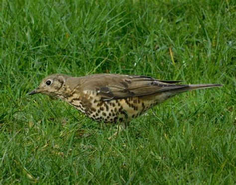 Mistle Thrush Turdus Viscivorus British Nature Guide