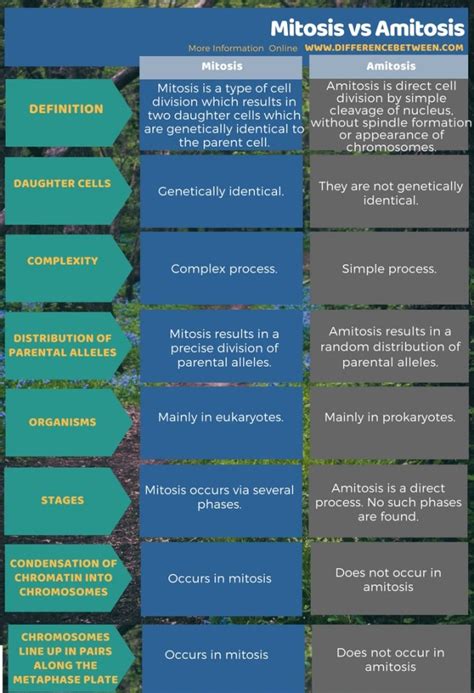 Difference Between Mitosis and Amitosis | Compare the Difference Between Similar Terms