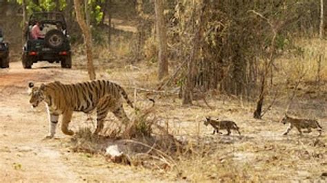 Bandhavgarh Tiger Reserve Two Little Cubs Of Tigress Tara Were Seen Walking In The Khitauli