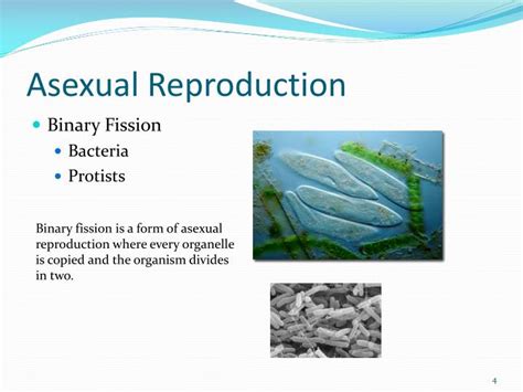 Ppt Asexual Vs Sexual Reproduction Powerpoint Presentation Id 1151381