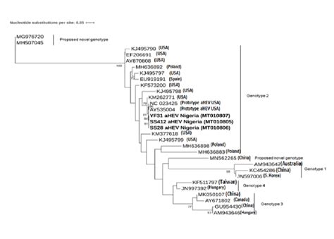 A Phylogenetic Tree Based On The 302 Bp Long Nucleotide Sequences Of