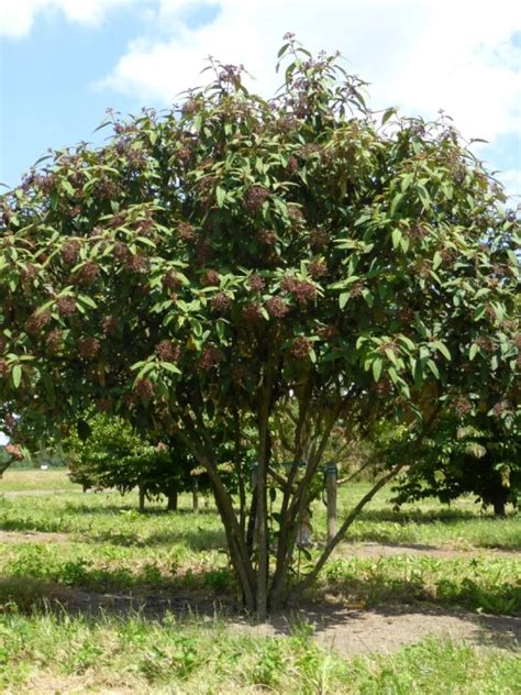 Viburnum rhytidophyllum | Viburnum rhytidophyllum - Van den Berk Nurseries