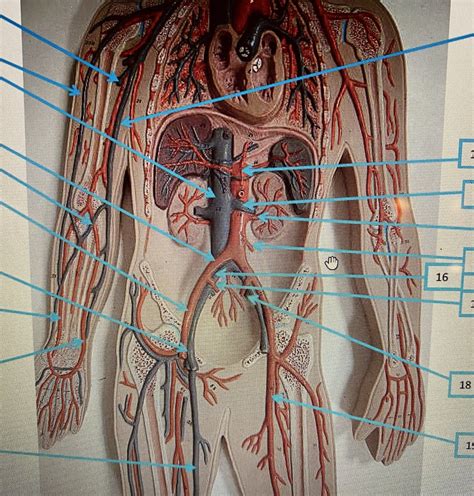 Flat Circulatory Model Middle View Diagram Quizlet