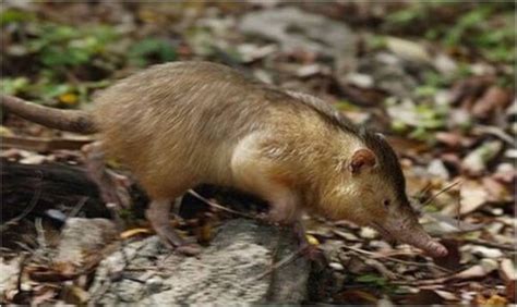 The Solenodon, a Living Fossil - My Animals