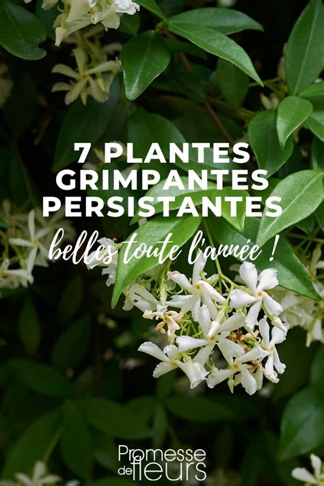 Plantes Grimpantes Persistantes Pour Le Jardin Promesse De Fleurs