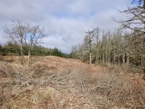 Clearing Margree Forest Richard Webb Cc By Sa Geograph