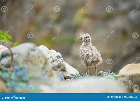 Canus Do Larus Os Animais Selvagens De Noruega Retrato Bonito Da Vida