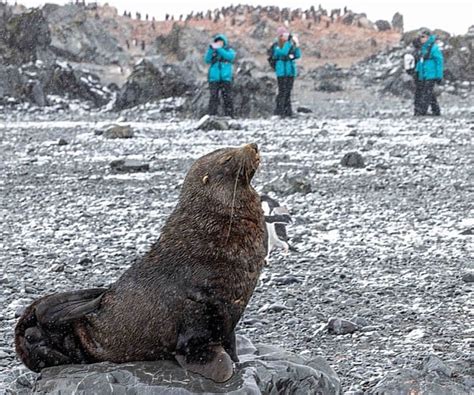 Review Swan Hellenic Expedition Cruise To Antarctica And The Weddell