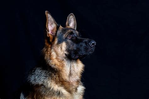 Premium Photo German Shepherd Portrait