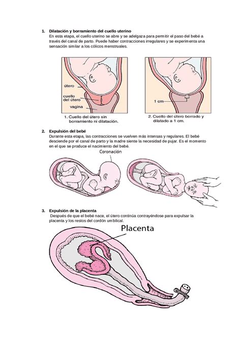 etapas del parto 1 Dilatación y borramiento del cuello uterino