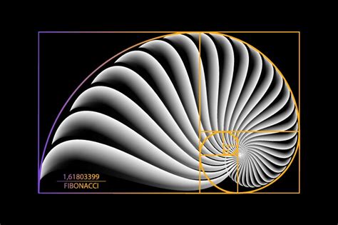 Fibonacci Sequence Circle Golden Ratio Spiral Vector Image