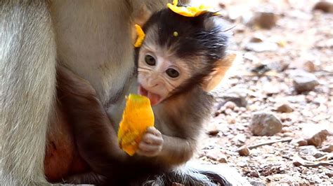 Looks Gorgeous Tiny Baby Monkey Jojo Active After Wake Up Adorable