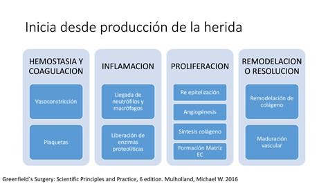 Solution Fases De La Cicatrizacion De Heridas Y Enfermedades Studypool