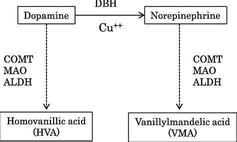 Standard Values For The Urine Hva Vma Ratio In Neonates As A Screen For Menkes Disease Brain