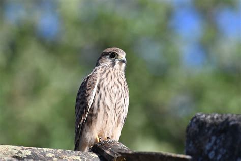 Falcon Kestrel Nature - Free photo on Pixabay - Pixabay