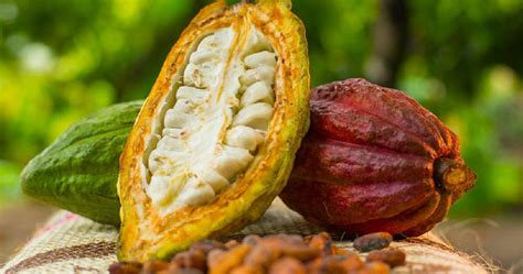 Cocoa Production In Ghana Is Under Threat Due To Climate Change