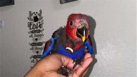 8 Week Old Eclectus Parrot Check Up YouTube