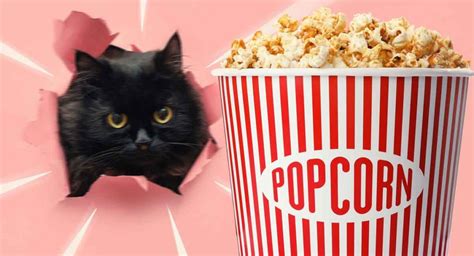 Can Cats Eat Popcorn, Or Should This Snack Be Avoided?