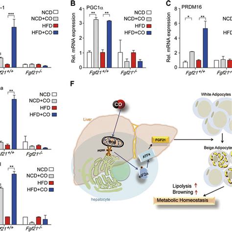 Co Mediated Induction Of Thermogenic Genes Is Regulated By The Fgf