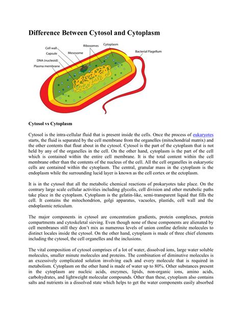 Doc. AP Bio~ Difference between Cytosol + Cytoplasm