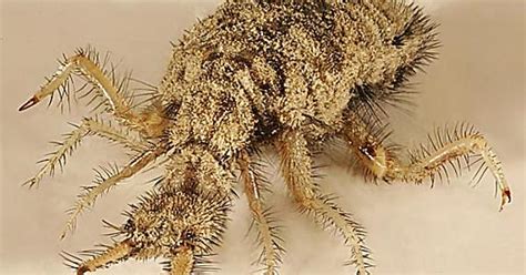 Antlion Larva Album On Imgur