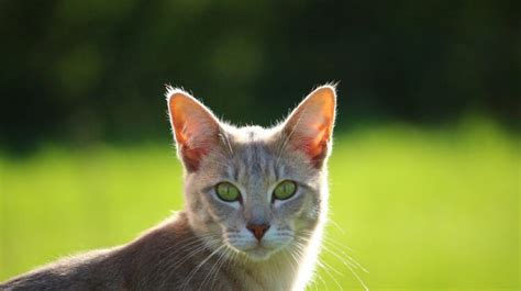 The Largest Cat Breeds Discover The Biggest Felines In The World