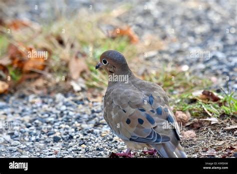 Mourning Dove Zenaida Macroura Stock Photo Alamy